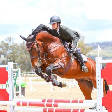 Showjumping Horses